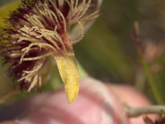Calochilus grandiflorus