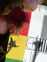 Calochilus grandiflorus