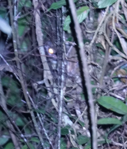 Green Ring-tailed Possum