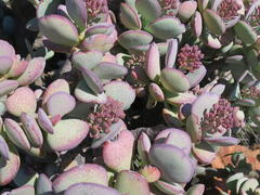 Crassula arborescens arborescens