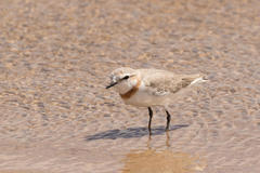 Charadrius pallidus pallidus