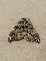 Epyaxa agelasta