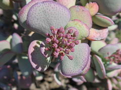 Crassula arborescens arborescens