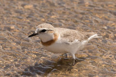 Charadrius pallidus pallidus