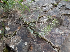 Noccaea cochleariformis