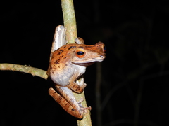 Polypedates colletti