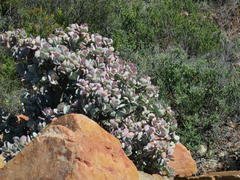 Crassula arborescens arborescens