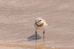 Charadrius pallidus pallidus