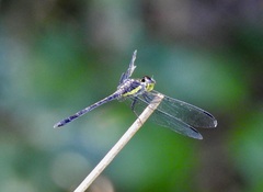 Agrionoptera longitudinalis biserialis