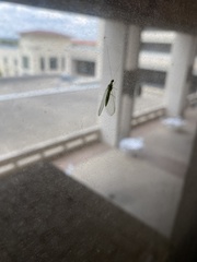 Chrysoperla plorabunda