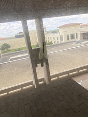 Chrysoperla plorabunda