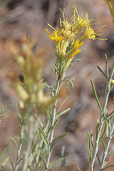 Ericameria × uintahensis