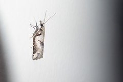 Harmologa amplexana