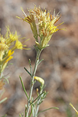 Ericameria × uintahensis