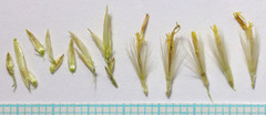 Ericameria × uintahensis