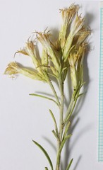 Ericameria × uintahensis