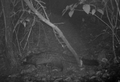 Paradoxurus hermaphroditus