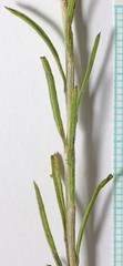 Ericameria × uintahensis