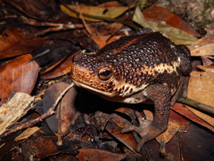 Pseudobufo subasper