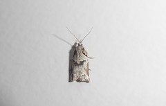 Harmologa amplexana