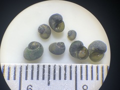 Fluminicola insolitus