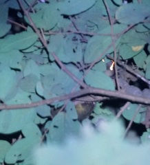 Dendrolagus lumholtzi