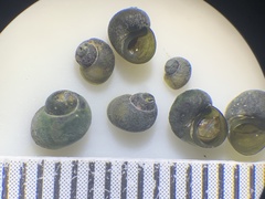 Fluminicola insolitus