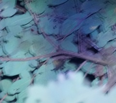 Dendrolagus lumholtzi