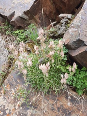 Silene turgida