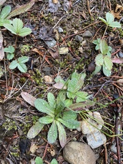 Pilosella aurantiaca