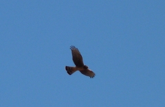 Circus cinereus