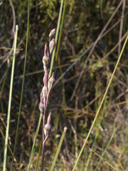 Calochilus grandiflorus