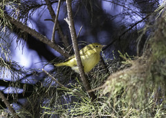Setophaga petechia