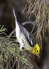 Setophaga occidentalis