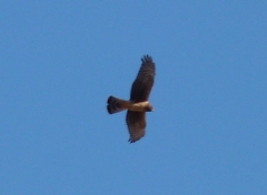 Circus cinereus