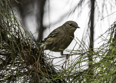 Setophaga coronata