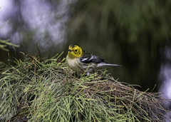 Setophaga occidentalis
