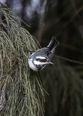 Setophaga nigrescens