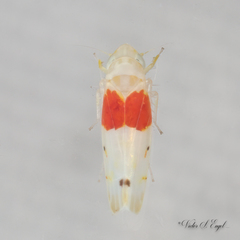 Eratoneura osborni