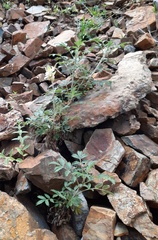 Farinopsis salesoviana