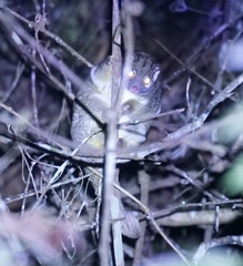 Pseudochirops archeri