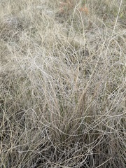 Festuca hallii
