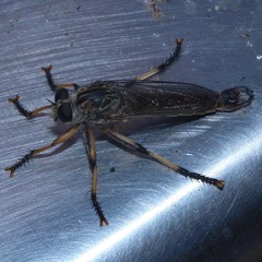 Dolopus simulans