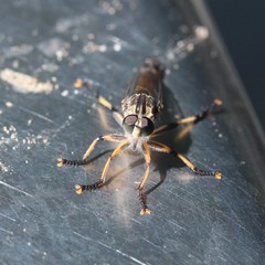 Dolopus simulans
