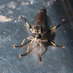 Dolopus simulans