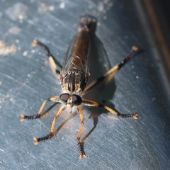 Dolopus simulans