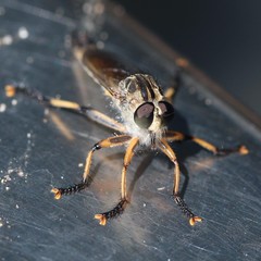Dolopus simulans