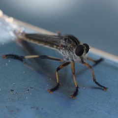 Dolopus simulans