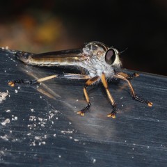 Dolopus simulans