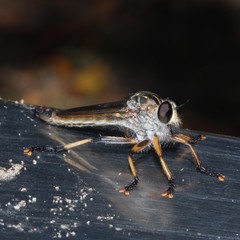 Dolopus simulans